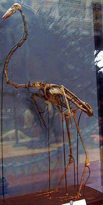 Palaelodus ambiguus, Skelett im Muséum national d'histoire naturelle in Paris.