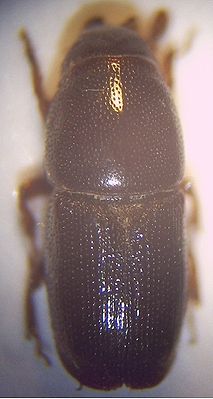 Kleiner Ulmensplintkäfer (Scolytus multistriatus), Weibchen, 40-fach vergrößert.