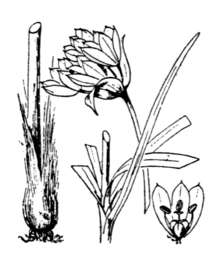 Allium narcissiflorum Flore Coste 3462.png