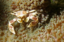 Anemone Crab.JPG