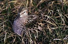 Calidris fuscicollis.jpg