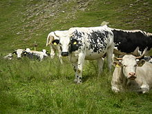 Foto einer Gruppe schwarz-weißer Kühe auf einer Bergweide