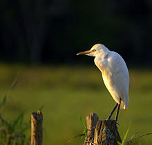 Flickr - Dario Sanches - GARÇA-VAQUEIRA ( Bubulcus ibis).jpg