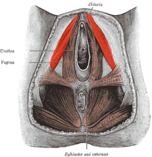 Musculus ischiocavernosus bei der Frau