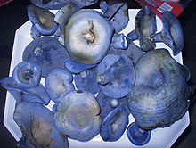 Etwa zwei Dutzend blauer Fruchtkörper in verschiedenen Größen auf einem Teller.