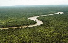 Foto des Gambia-Flusses durch den Wald