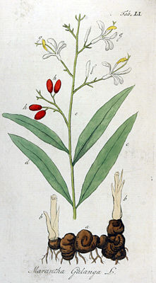 Thai-Ingwer (Alpinia galanga)