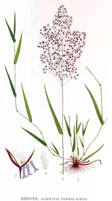 Rotes Straußgras (Agrostis capillaris)