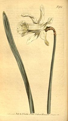 Moschus-Narzisse (Narcissus moschatus)