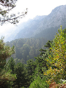 Die Nordostseite des Ipsarion: Dichte Wälder unter steilen Felswänden