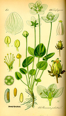Sumpf-Herzblatt (Parnassia palustris), Illustration.