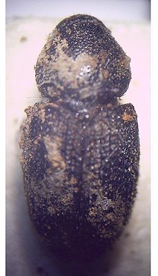 Großer schwarzer Eschenbastkäfer (Hylesinus crenatus), bedeckt mit Bohrmehl des Mutterganges
