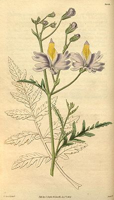 Schizanthus grahamii, Illustration.