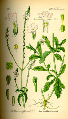 Echtes Eisenkraut (Verbena officinalis), Illustration.