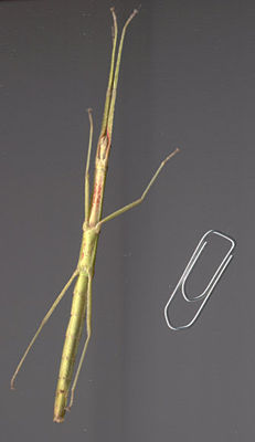 Indische Stabschrecke (Carausius morosus), Vergleich mit einer Büroklammer