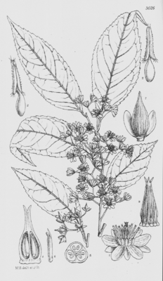 Sladenia celastrifolia, Illustration