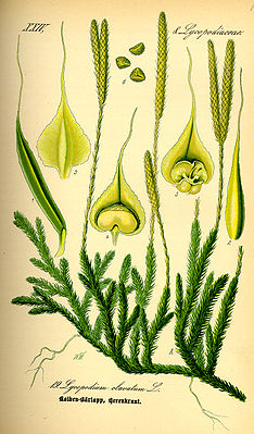 Keulen-Bärlapp (Lycopodium clavatum ssp. clavatum)