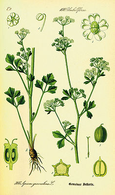 Echter Sellerie (Apium graveolens) Darstellung der Morphologie der Ursprungsart und Teilansichten von Blüten und Früchten.