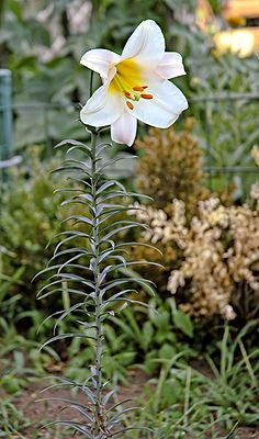 Oster-Lilie (Lilium longiflorum)
