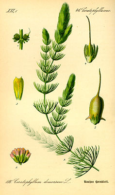 Raues Hornblatt (Ceratophyllum demersum)