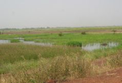 Typische Salzwiesenlandschaft in Gambia