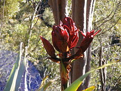 Gymea-Lilien im Heathcote-Nationalpark