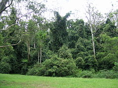 Regenwald beim Picknickplatz am Stockyard Creek