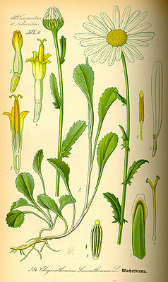 Margerite (Leucanthemum vulgare),  Illustration: (2) zygomorphe Zungenblüte mit drei Kronzipfeln, (3),(4) und (5) radiäre Röhrenblüte.