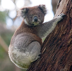 Koala im Great Otway National Park