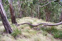 Eukalyptus in einem steilen Gebirge in der Nähe der Mount-Royal-Ridge
