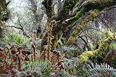 Flora des Mount-Cook-Nationalparks