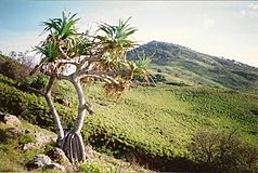 Schraubenbaum (Pandanus tectorius) im Head-Hat-Nationalpark
