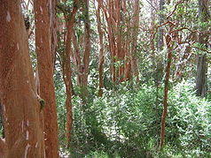 Arrayanes (Luma apiculata)