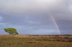 Wasur Rainbow 1994.jpg