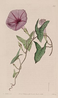 Ipomoea sagittata (I. sagittifolia) Bot. Reg. 6. 437. 1820.jpg