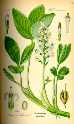 Fieberklee (Menyanthes trifoliata), Illustration