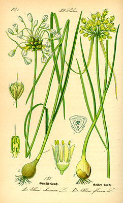 links Gemüse-Lauch (Allium oleraceum) und rechts Gelber Lauch (Allium flavum) Illustration