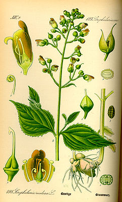 Knotige Braunwurz (Scrophularia nodosa), Illustration