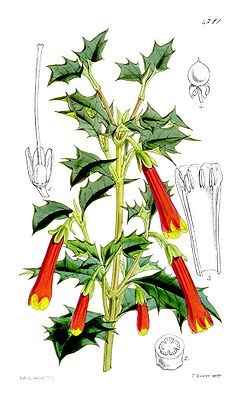 Illustration von Desfontainia spinosa.