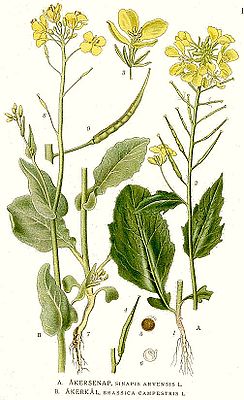 Acker-Senf (Sinapis arvensis), Illustration