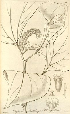 Pentaphragma begoniaefolium, Illustration.