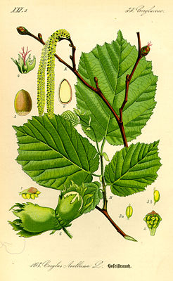 Gemeine Hasel (Corylus avellana), Illustration