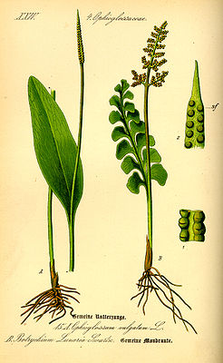 Echte Mondraute (Botrychium lunaria; rechts) und Gewöhnliche Natternzunge (Ophioglossum vulgatum)