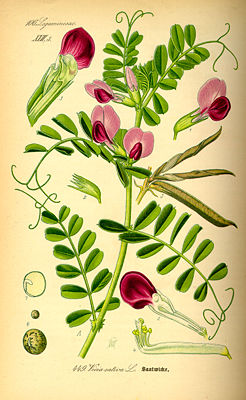 Futterwicke (Vicia sativa), Illustration
