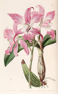 Laelia autumnalis - Edwards vol 25 (NS 2) pl 27 (1839).jpg