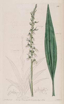 Cyclopogon bicolor, Illustration aus „The Botanical Register“