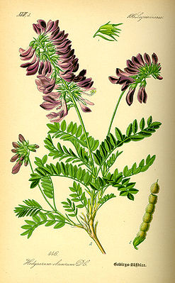 Alpen-Süßklee (Hedysarum hedysaroides)