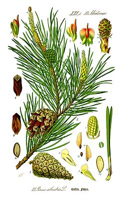 Wald-Kiefer (Pinus sylvestris), Illustration