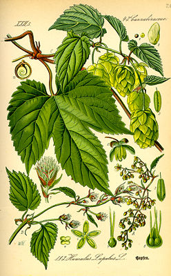 Echter Hopfen (Humulus lupulus), Illustration