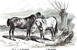 Landais Pony (dunkles Tier) und Camarque-Pferd (Schimmel)